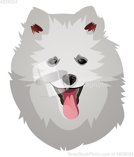 Image of Pomeranian illustration vector on white background