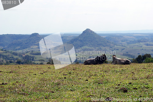 Image of An ox and a cow watching a beautiful landscape