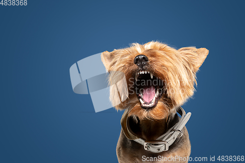 Image of Studio shot of yorkshire terrier dog isolated on white studio background