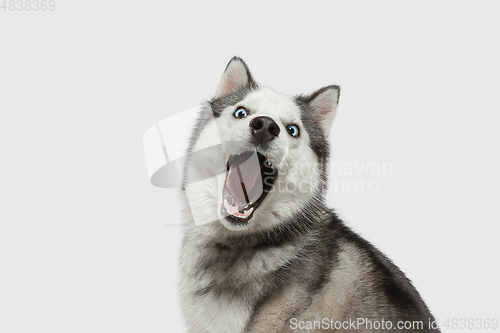 Image of Studio shot of Husky dog isolated on white studio background