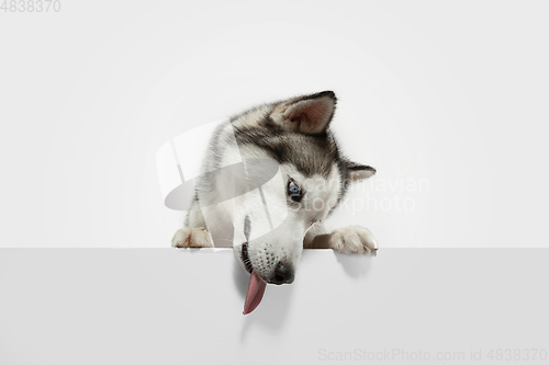 Image of Studio shot of Husky dog isolated on white studio background