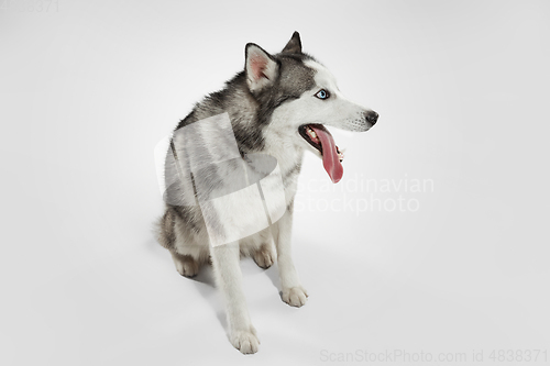 Image of Studio shot of Husky dog isolated on white studio background