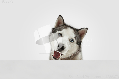 Image of Studio shot of Husky dog isolated on white studio background