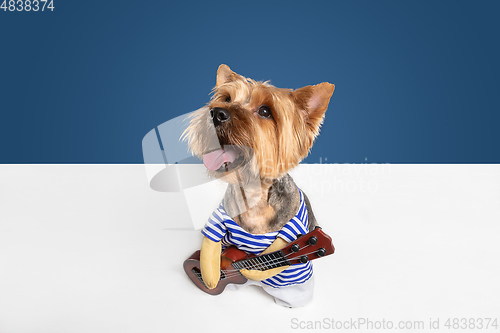 Image of Studio shot of yorkshire terrier dog isolated on white studio background