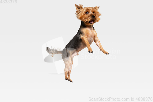 Image of Studio shot of yorkshire terrier dog isolated on white studio background