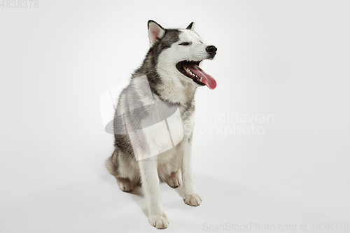 Image of Studio shot of Husky dog isolated on white studio background