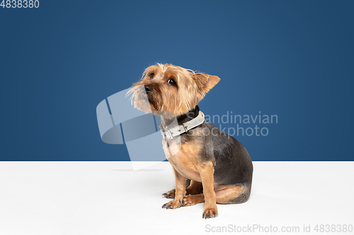 Image of Studio shot of yorkshire terrier dog isolated on white studio background