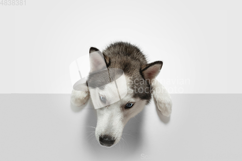 Image of Studio shot of Husky dog isolated on white studio background