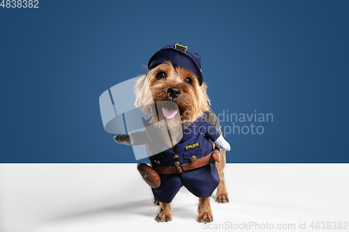 Image of Studio shot of yorkshire terrier dog isolated on white studio background