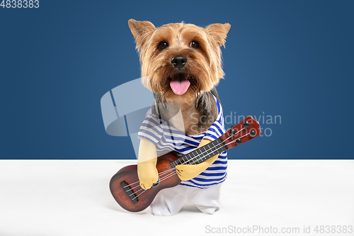 Image of Studio shot of yorkshire terrier dog isolated on white studio background