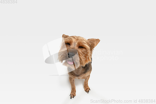 Image of Studio shot of yorkshire terrier dog isolated on white studio background