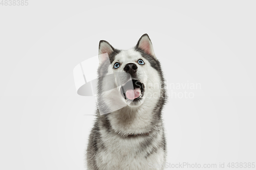 Image of Studio shot of Husky dog isolated on white studio background