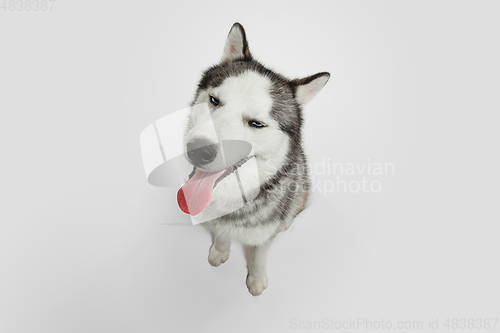 Image of Studio shot of Husky dog isolated on white studio background