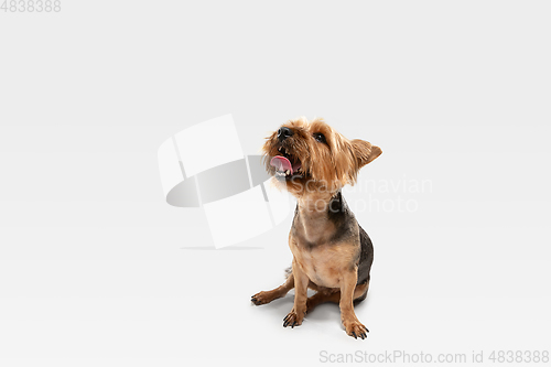 Image of Studio shot of yorkshire terrier dog isolated on white studio background