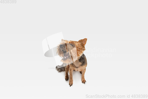 Image of Studio shot of yorkshire terrier dog isolated on white studio background
