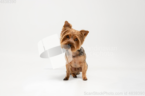 Image of Studio shot of yorkshire terrier dog isolated on white studio background