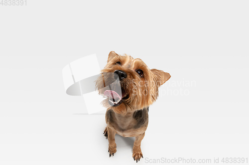 Image of Studio shot of yorkshire terrier dog isolated on white studio background