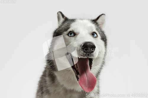 Image of Studio shot of Husky dog isolated on white studio background