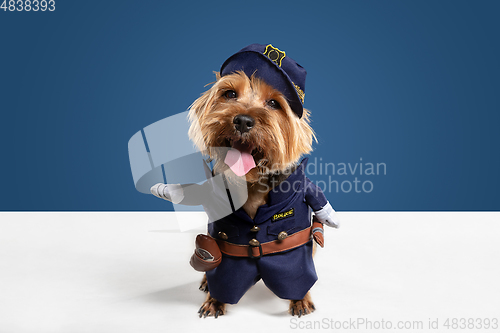 Image of Studio shot of yorkshire terrier dog isolated on white studio background