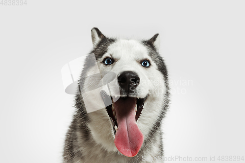 Image of Studio shot of Husky dog isolated on white studio background