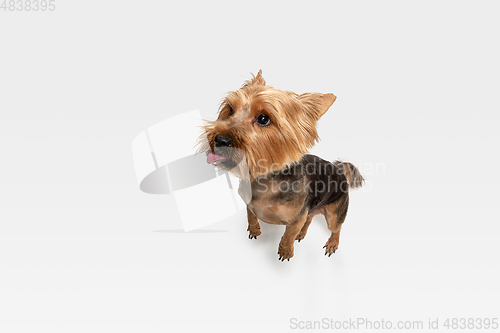 Image of Studio shot of yorkshire terrier dog isolated on white studio background