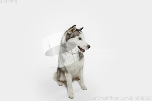 Image of Studio shot of Husky dog isolated on white studio background