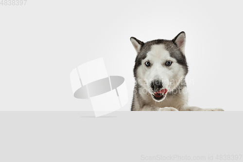 Image of Studio shot of Husky dog isolated on white studio background