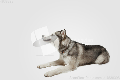 Image of Studio shot of Husky dog isolated on white studio background