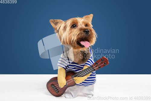 Image of Studio shot of yorkshire terrier dog isolated on white studio background