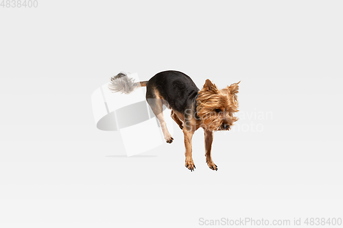 Image of Studio shot of yorkshire terrier dog isolated on white studio background