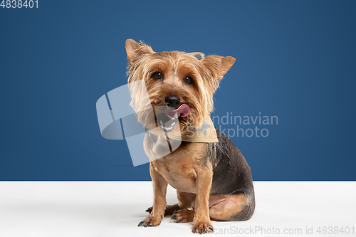 Image of Studio shot of yorkshire terrier dog isolated on white studio background