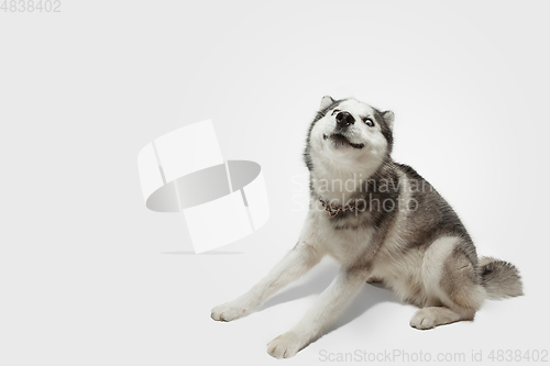 Image of Studio shot of Husky dog isolated on white studio background