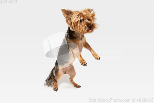 Image of Studio shot of yorkshire terrier dog isolated on white studio background