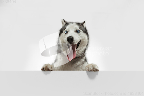 Image of Studio shot of Husky dog isolated on white studio background