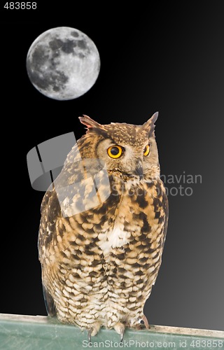 Image of owl animal