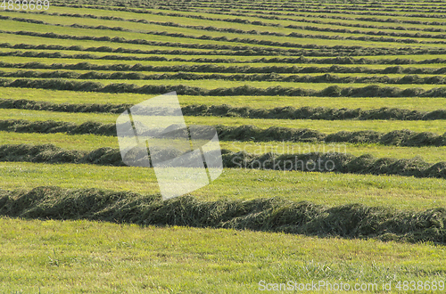 Image of meadow with hay rows