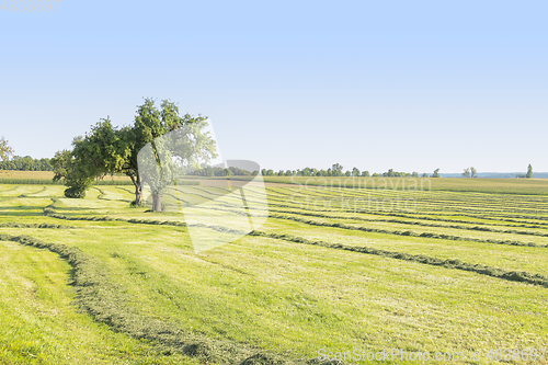 Image of meadow with fruit trees