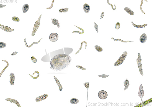 Image of lots of various microorganisms