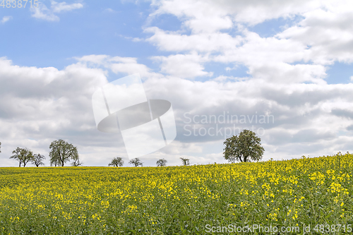 Image of field of rapeseed at spring time