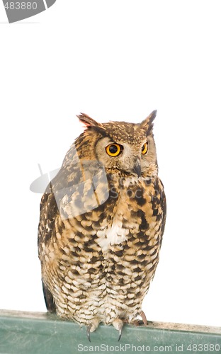 Image of owl animal