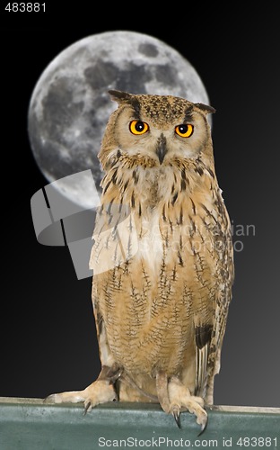 Image of owl animal