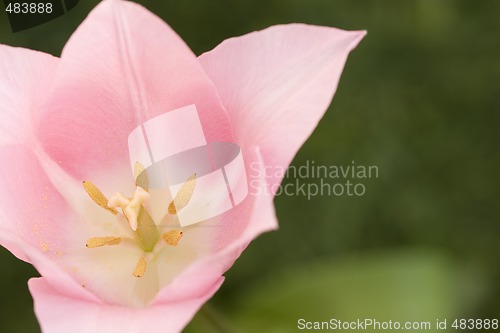 Image of flower tulip background