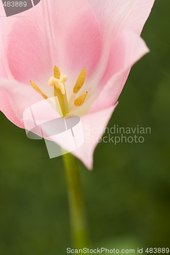Image of flower tulip background