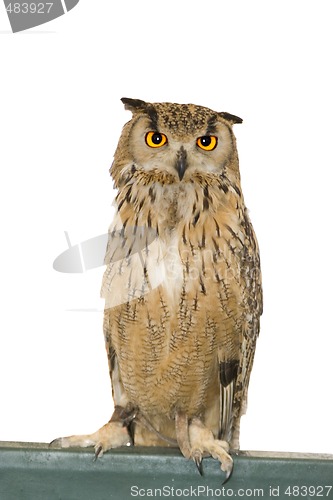 Image of owl animal