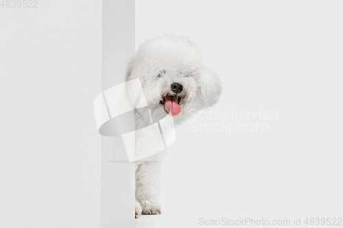 Image of Little cute dog Bichon Frise posing isolated over white background.