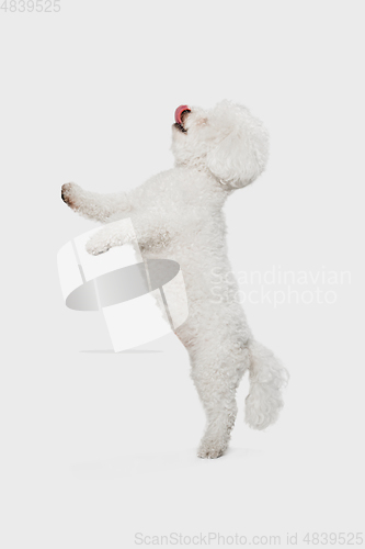 Image of Portrait of little cute dog Bichon Frise isolated over white background.