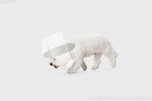 Image of Little cute dog Bichon Frise posing isolated over white background.