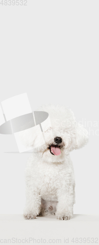 Image of Portrait of little cute dog Bichon Frise isolated over white background.