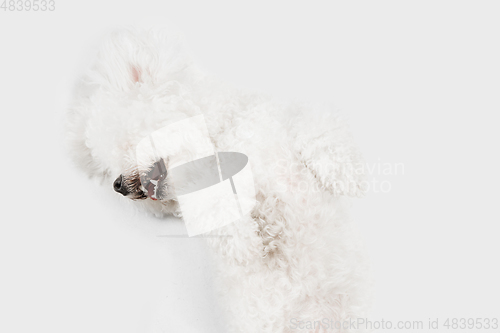 Image of Little cute dog Bichon Frise posing isolated over white background.