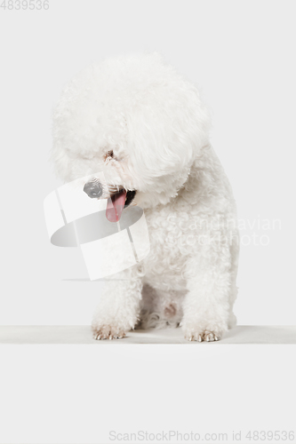 Image of Small funny dog Bichon Frise posing isolated over white background.